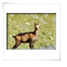 Alpentour Ligurien