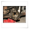 Willy�s Jeep