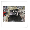 Willy�s Jeep